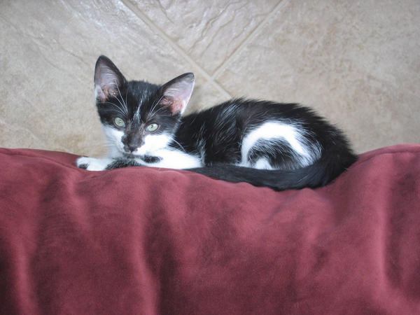 Pyewacket Animal PYEWACKET by RorekBlack on DeviantArt