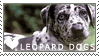 Catahoula Leopard Dog Stamp