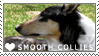 Smooth Collie Stamp by cloudrat