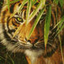 Shere Khan