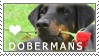 Doberman Love Stamp