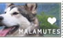Malamute Love Stamp