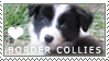 Border Collie Puppy Love Stamp by cloudrat