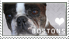 Boston Terrier Love Stamp by cloudrat