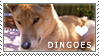 Dingo Love Stamp by cloudrat