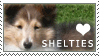 Shetland Sheepdog Love Stamp