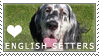 English Setter Love Stamp by cloudrat