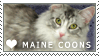 Maine Coon Love Stamp by cloudrat