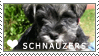 Mini Schnauzer Love Stamp by cloudrat