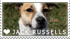 Jack Russell Love Stamp by cloudrat