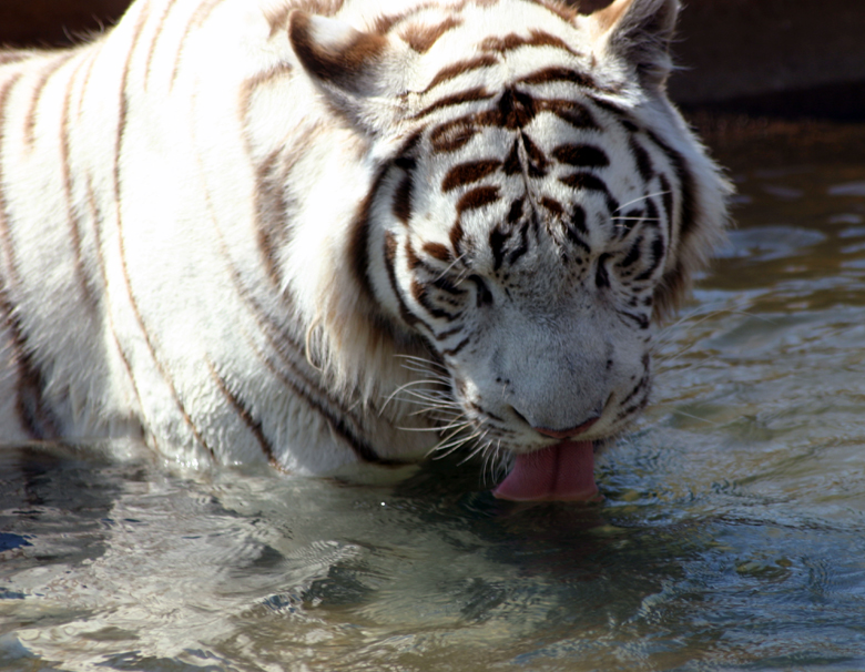 A thirsty Tiger