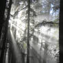 sun ray redwoods 3