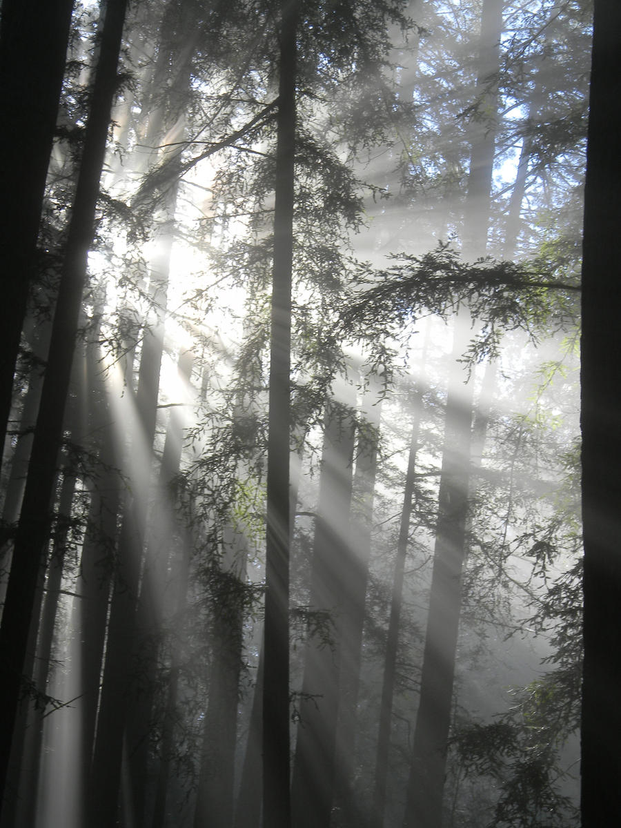 sun ray redwoods 3