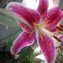 Pink Lily