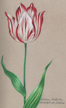 Vintage striped tulip