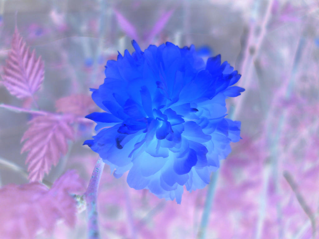 Inverted Rose Flower Inverted Flower by MagallanesChuy on DeviantArt