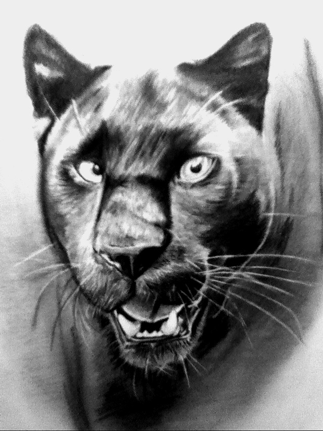 Black Panther Animal by MoeManReese on DeviantArt Black Panther Animal by MoeManReese on DeviantArt