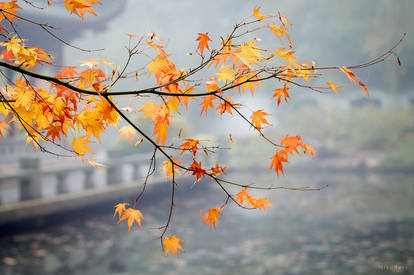 Colored leafs