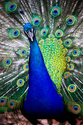 Peacock