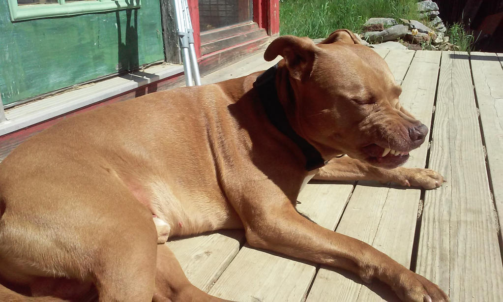 grumpy gills by Dreamkiller26 on DeviantArt