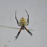 Orb Weaver