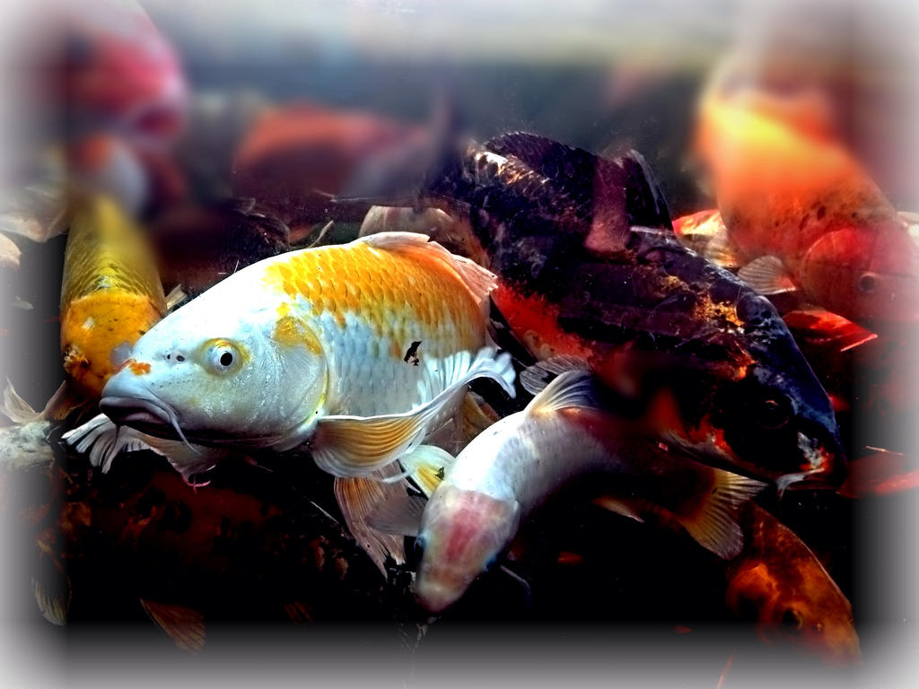 Multi fish!!!! by Justin-forever on DeviantArt