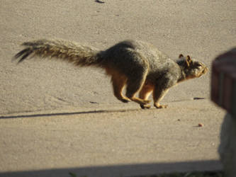 Chubby Squirrel