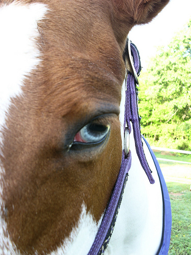 pretty blue eye