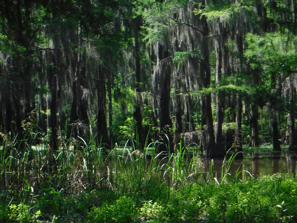 Cypress Forest #2