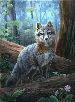 Pastblast: Foxlight