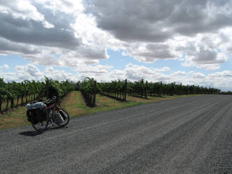 Bicycle in the Vineyard