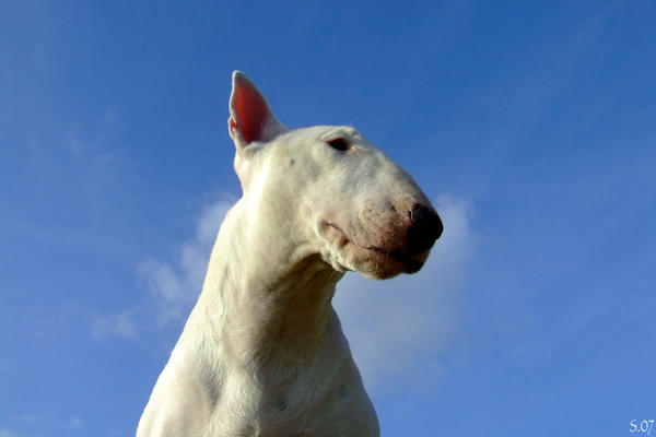 Aleph dans le ciel 3