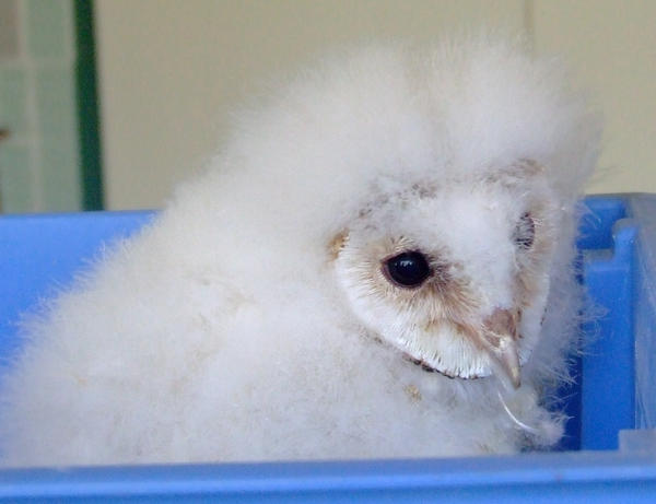 Bebe Chouette Effraie By Saraquarelle On Deviantart Bebe Chouette Effraie By Saraquarelle On Deviantart