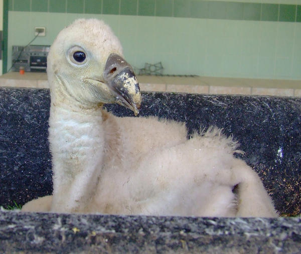 Bebe Vautour By Saraquarelle On Deviantart Bebe Vautour By Saraquarelle On Deviantart