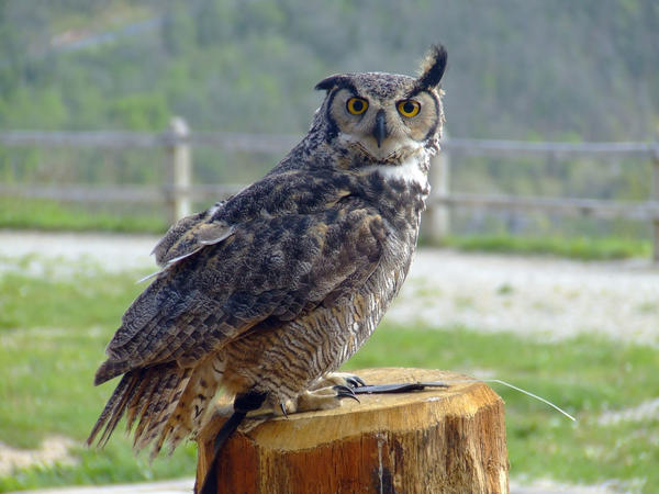 Hibou Grand Duc By Saraquarelle On Deviantart Hibou Grand Duc By Saraquarelle On Deviantart