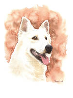 White Shepherd