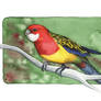 Eastern Rosella