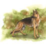 German Shepherd 2