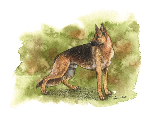 German Shepherd 2