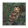 Tawny Owl - Strix Aluco