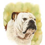 Wendy - English Bulldog