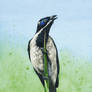 Blue Faced Honeyeater