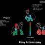 Pony Arcanatomy