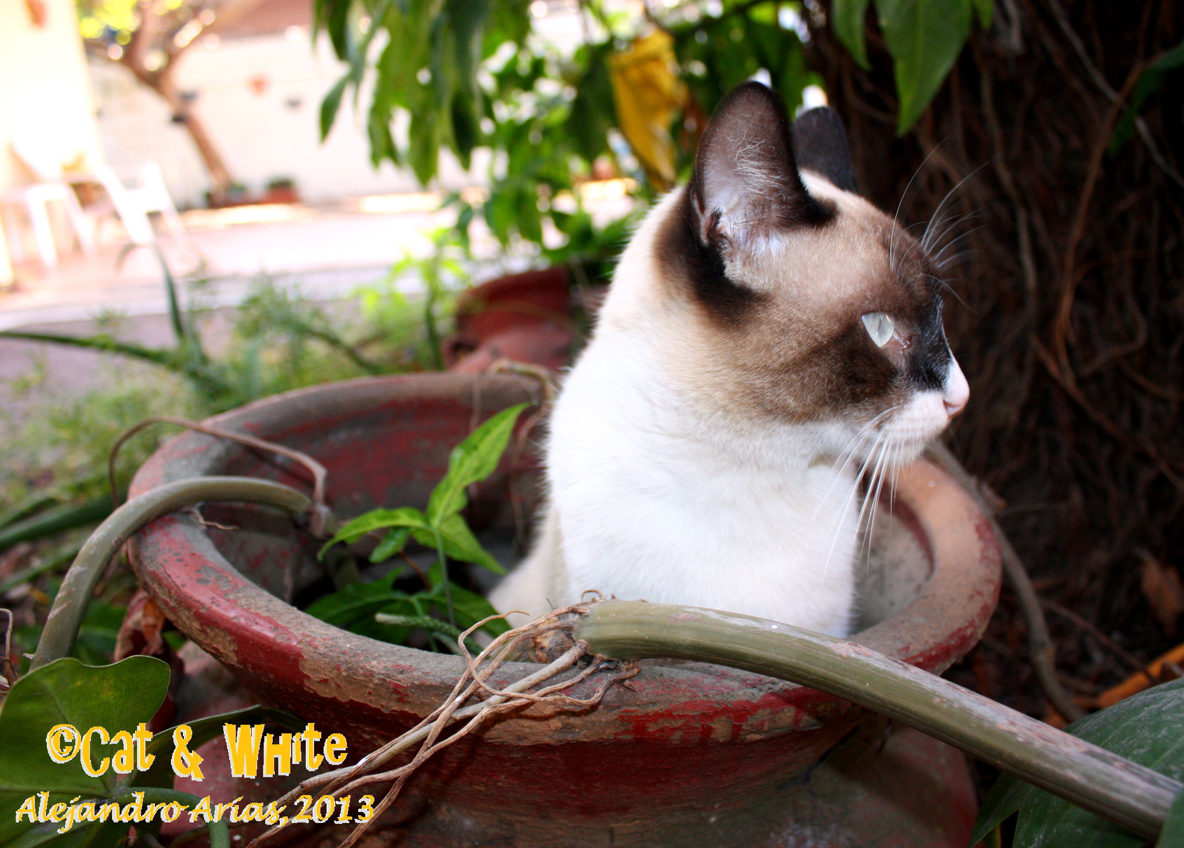 Cat in a pot 01