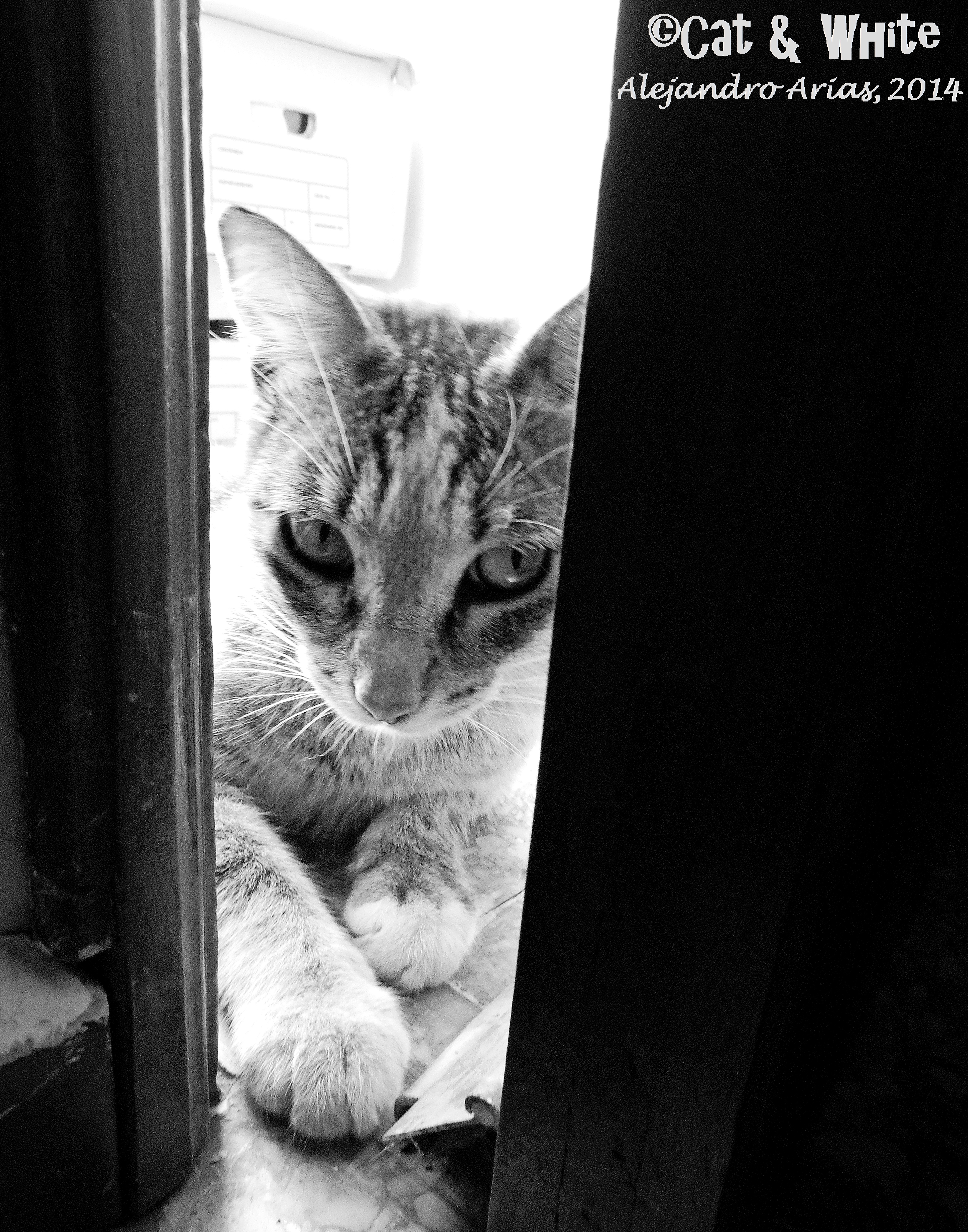 The cat next door 01