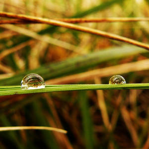 Water droplets on the grass