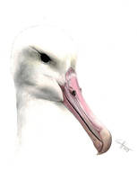 Royal Albatross species complex