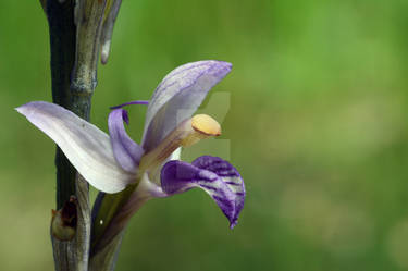 Limodorum abortivum (Orchidaceae)