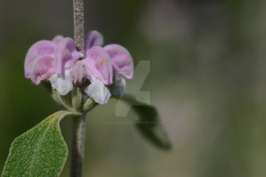 Phlomis purpurea (Lamiaceae)