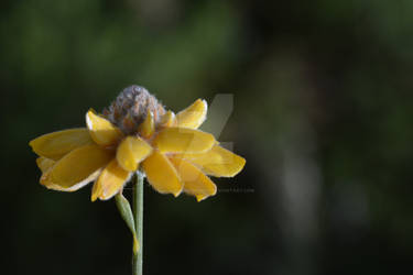 Genista umbellata subsp. equisetiformis (Fabaceae)